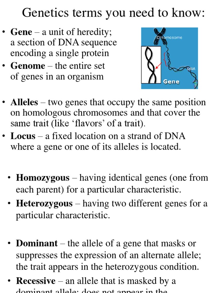 Problem Solving Review On Mendelian Genetics | PDF | Zygosity | Allele