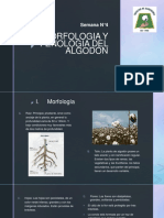 Morfologia y Fenologia Del Algodon
