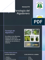 Fenologia Del Algodonero