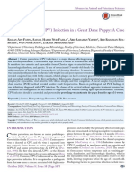 Canine Parvovirus (CPV) Infection in A Great Dane Puppy: A Case