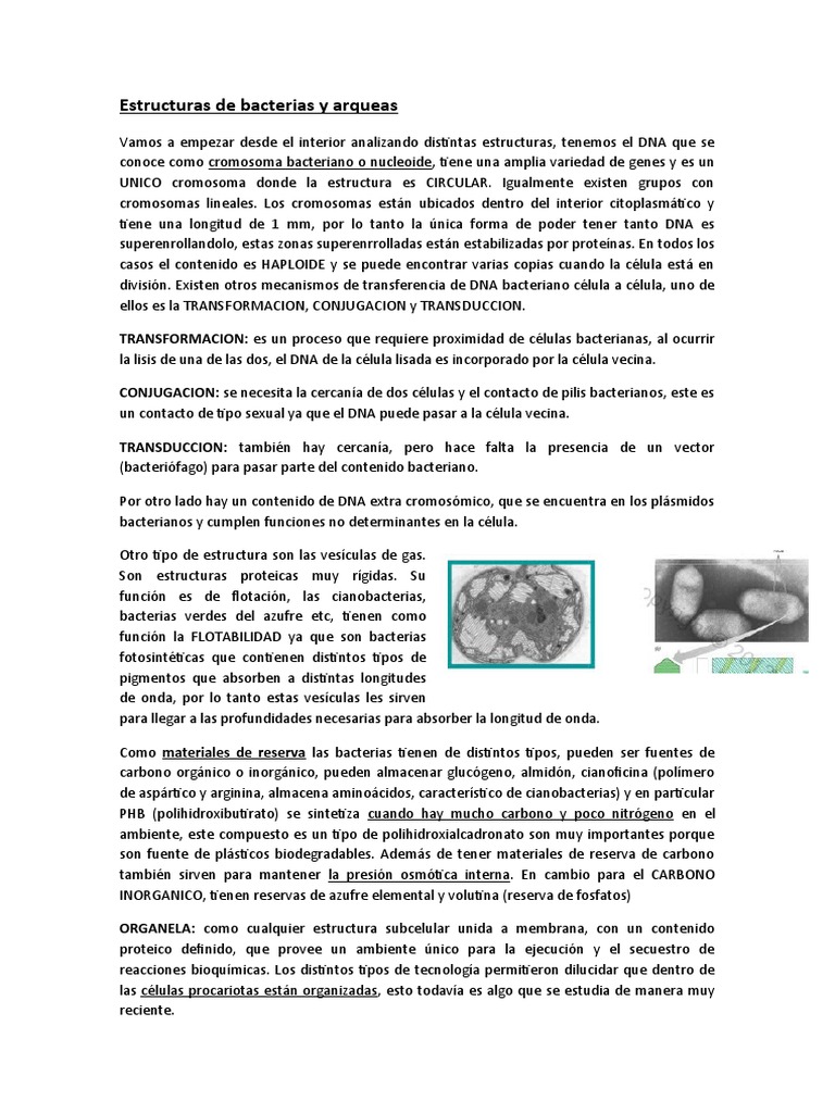 3.estructura de Bacterias y Arqueas | PDF | Las bacterias | Biología ...