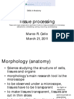 Tissue Processing: Marco R. Celio March 21, 2011