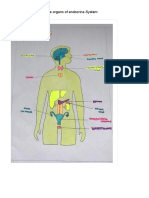 Draw and Label The Organs of Endocrine System