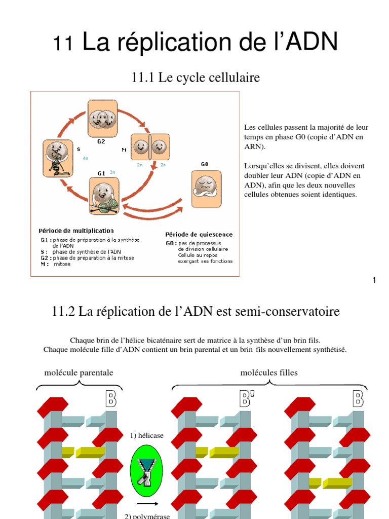 m-canismes-de-la-r-plication-de-l-adn-pdf-r-plication-de-l-adn-adn