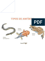 o_que_sao_anfibios_23318_0_600