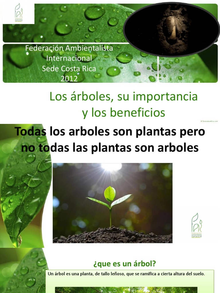 Los Arboles Su Importancia y Los Beneficios para El Ser Humano | PDF ...
