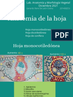 Anatomia de Hoja