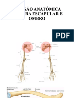 Revisão anatômica da cintura escapular e ombro - Síndrome do impacto do ombro