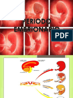 Periodo Embrionario