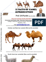 Camel Reproduction Some Facts
