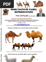 Camel Reproduction Some Facts