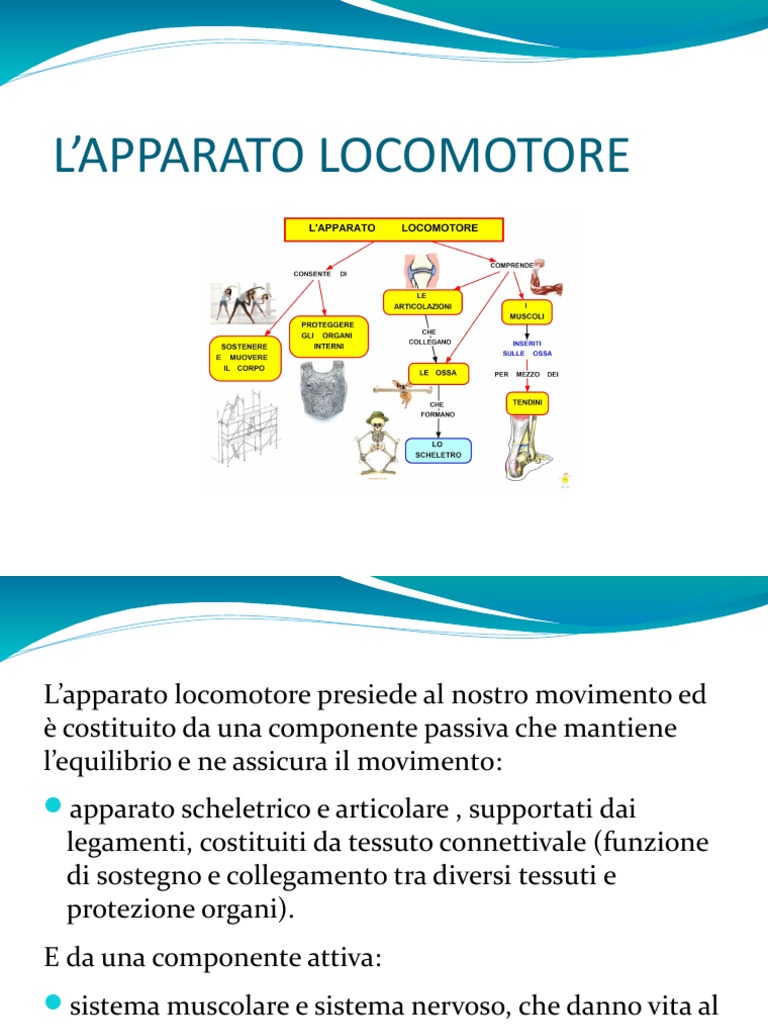 Apparato Locomotore Pdf