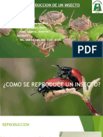 Reproduccion de Un Insecto