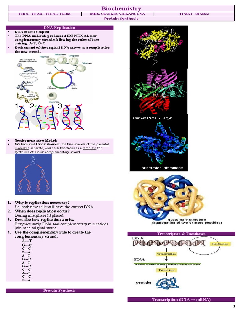DNA Replication and Protein Synthesis Guide | PDF | Translation ...