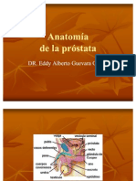 Anatomía Prostata