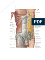 Visceral Renal