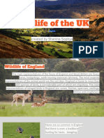 Wildlife of The UK, Presentation, 2021