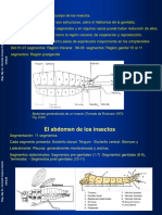 6 El Abdomen de Los Insectos 2020