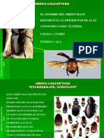 Coleoptera 2020