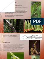 Phasmatodea Dermaptera Embioptera 2020