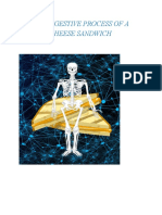 The Digestive Process of A Cheese Sandwich