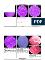 Histologi 7