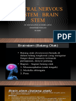 Brain Stem