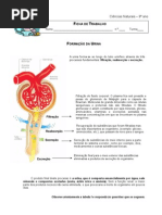 Fcha Trabalho Formacao Da Urina