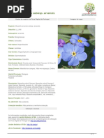 Myosotis_arvensis_subesp._arvensis
