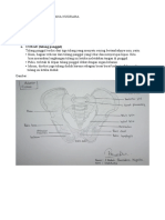 Coxae, Sacrum