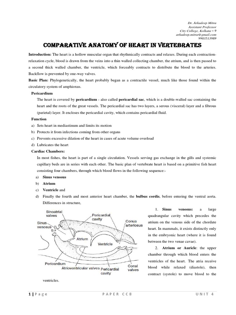 Comparative Anatomy of Vertebrate Hearts | PDF | Atrium (Heart) | Heart