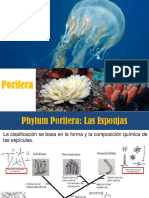 2_PRACTICO Phylum Porifera_Cnidaria 2021
