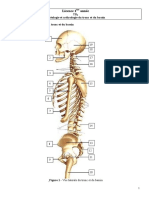 TD1 L1Anatomie 2019 2023