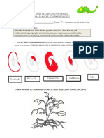 GUIA #1 Etapas Del Crecimiento de Una Planta