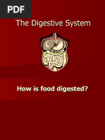 The Digestive System