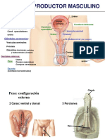 Sistema Reproductor Masculino