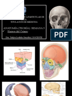 Huesos Del Craneo