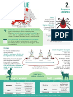 Citique Fiche Tique Ixodes