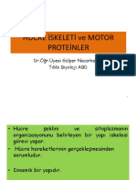 Hücre Iskeleti Ve Motor Proteinleri