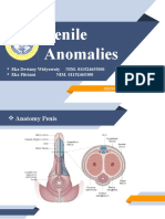 Kelainan Penis