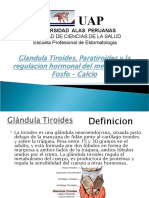 Glandula Tiroides, para Tiro Ides y La Regulacion Hormonal