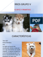 PERROS GRUPO V (Spitz y Primitivos)