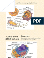 Organelas Celulares