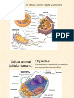 Tipos células y organelas