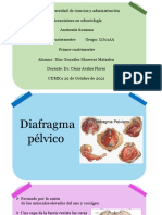 Diafragma Pelvico