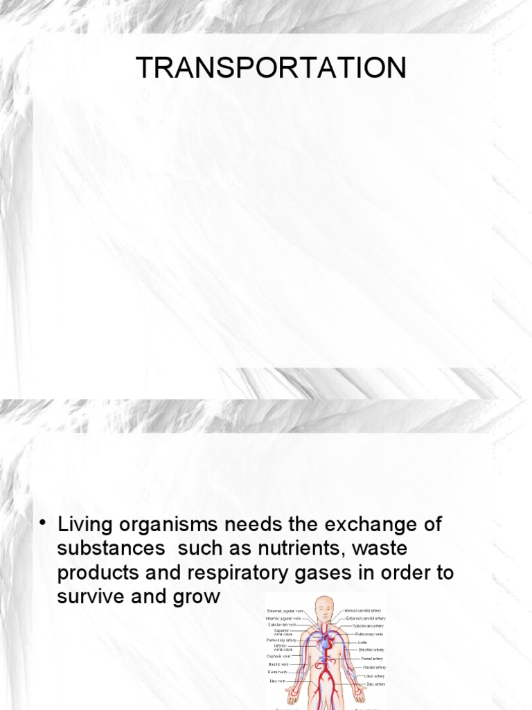 C10 Lymphatic System Lymph