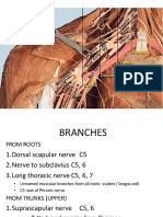 PDF Brachial Plexus - Compress