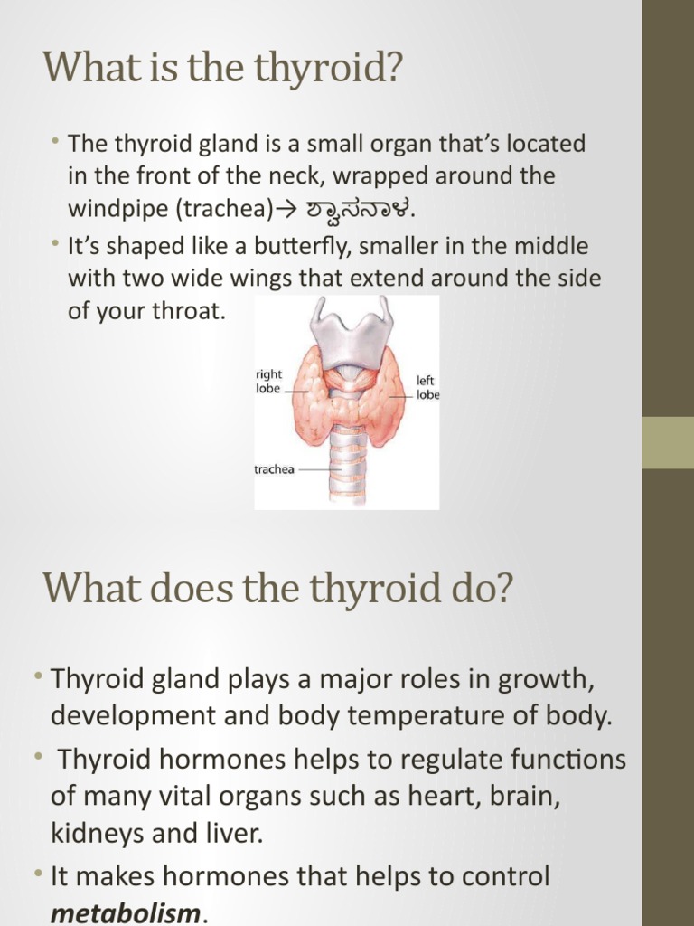 THE THYROID GLAND SECRETES intelligence overview