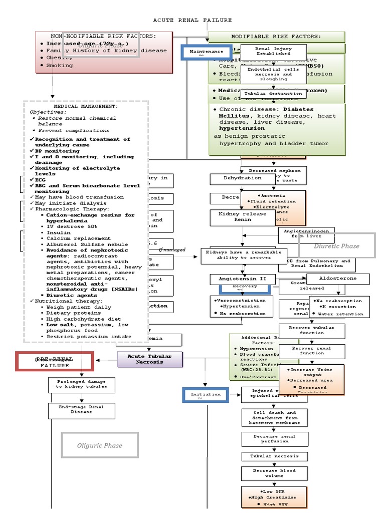 Acute Renal Failure: Pathophysiology Overview | PDF | Kidney | Angiotensin
