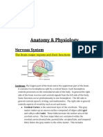 Brain Anatomy & Physiology: Major Regions and Functions